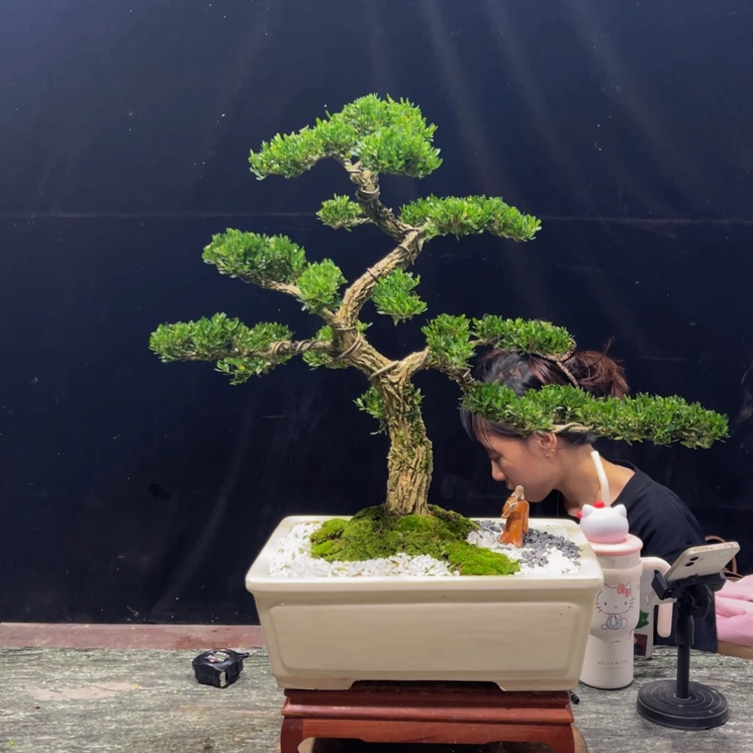 无花朵广东黄杨四季常青