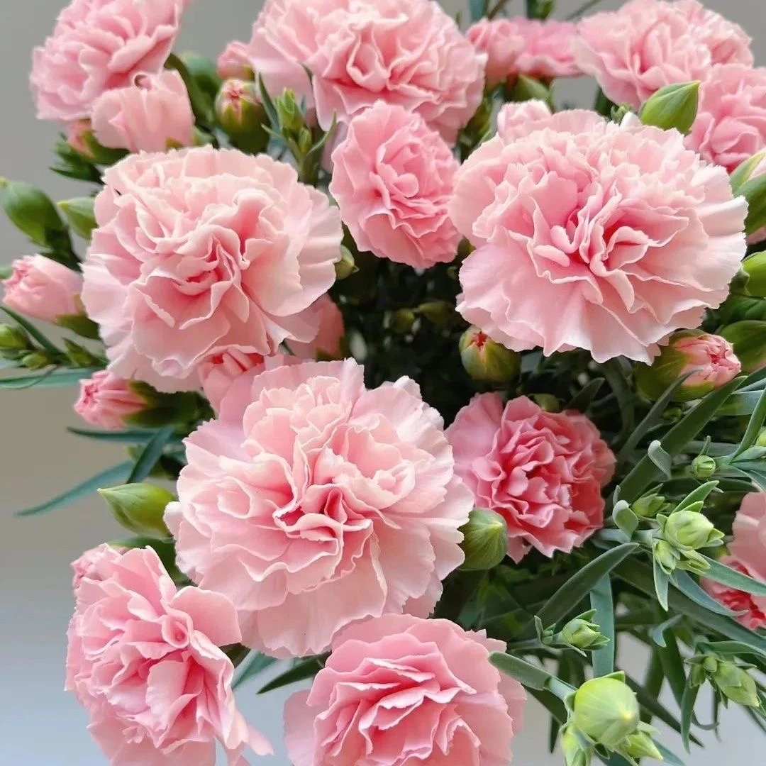 康乃馨盆栽带花四季开阳台庭院好养活母亲节礼物云南昆明基地直销