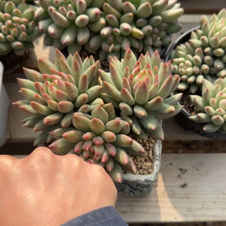 绿体虞美人群生五十包邮