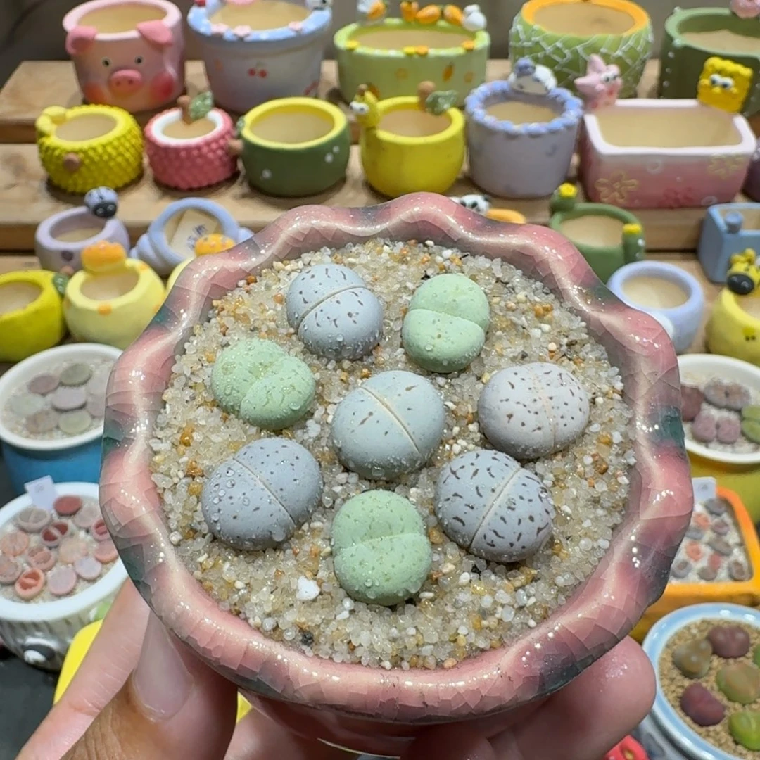 蘑菇1029大白彩拼多肉植物