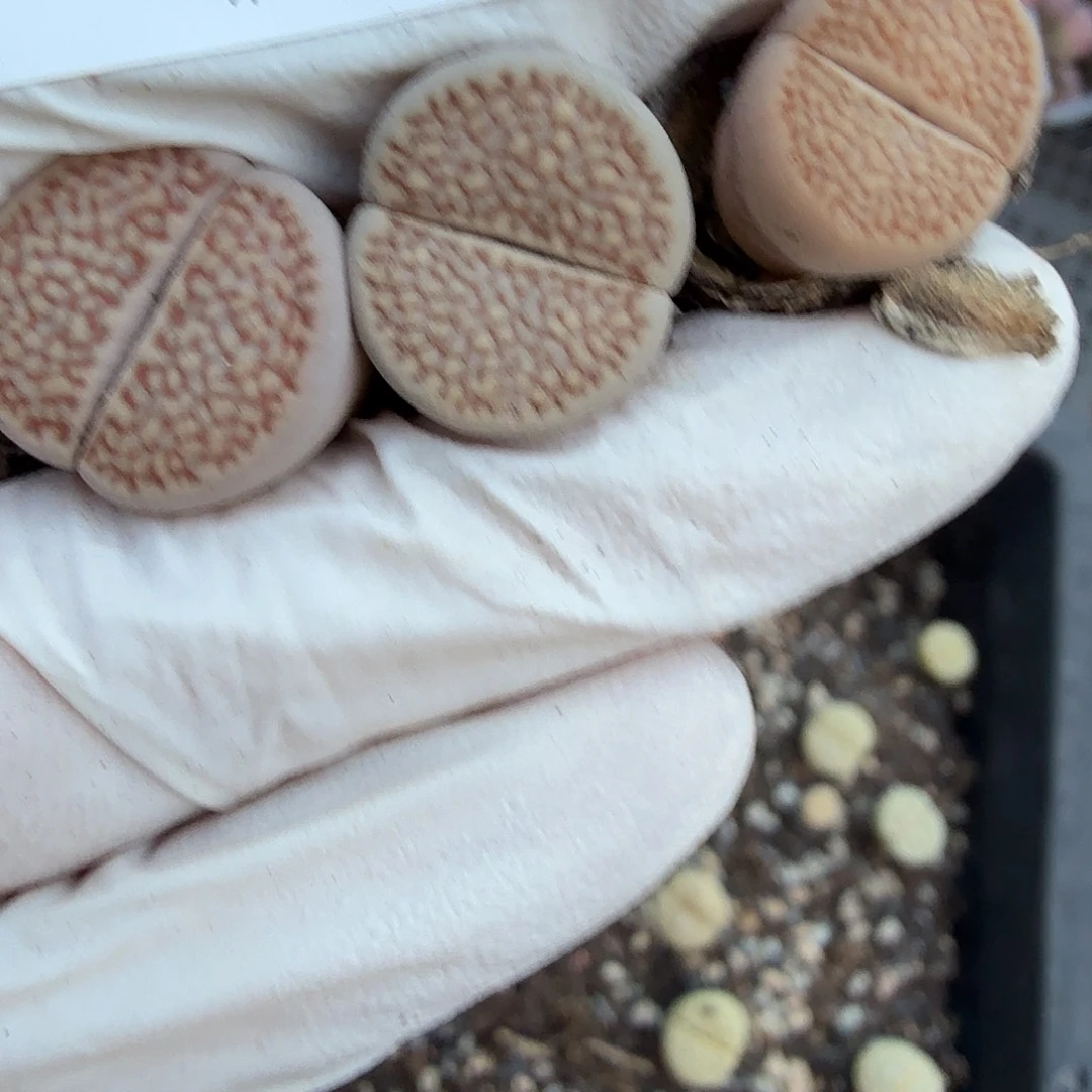 这个点睡起来都会梦中699好