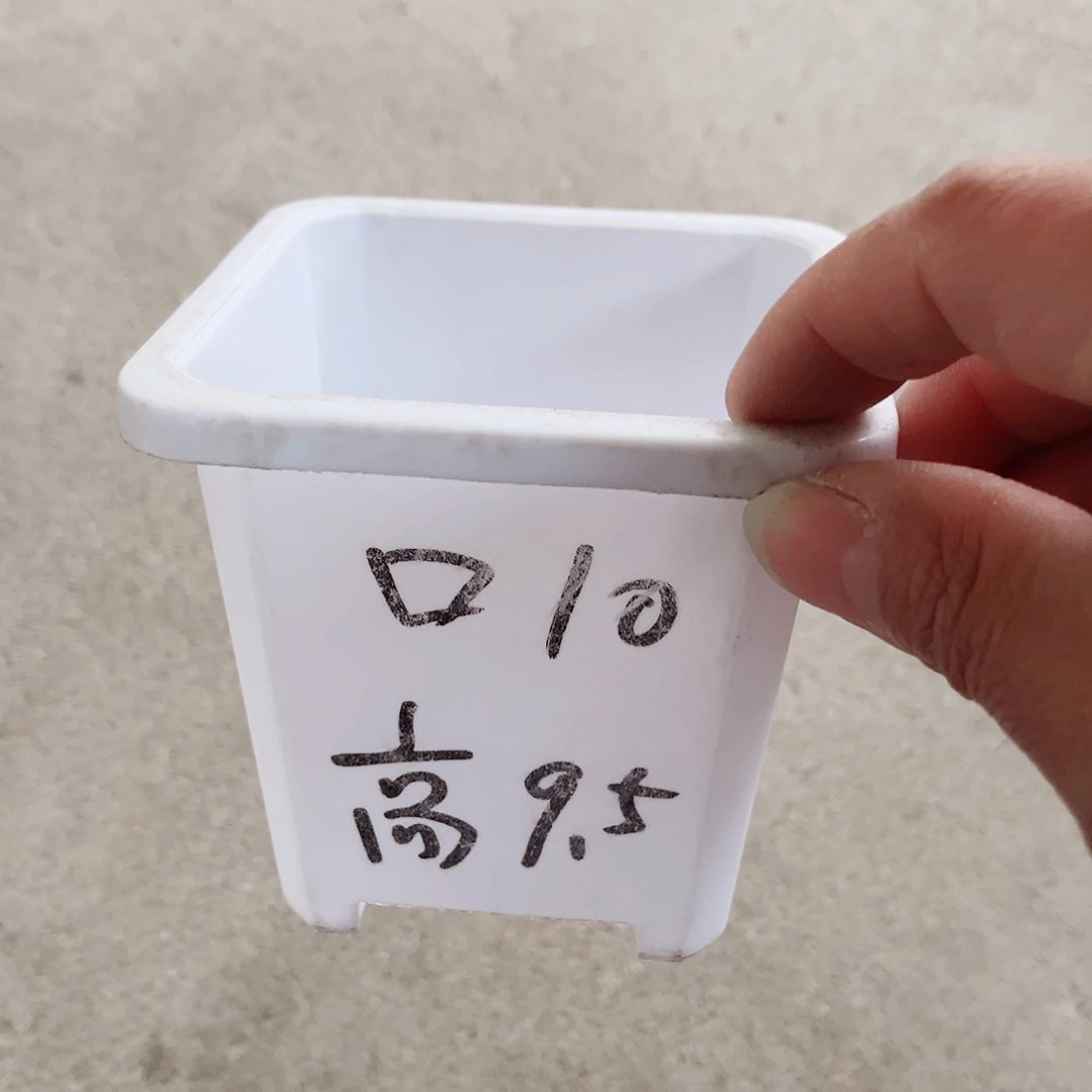 塑料升级款景天10方白色盆10个无托