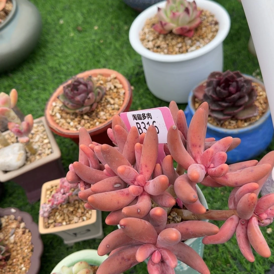 ?**?多肉植物1111111111