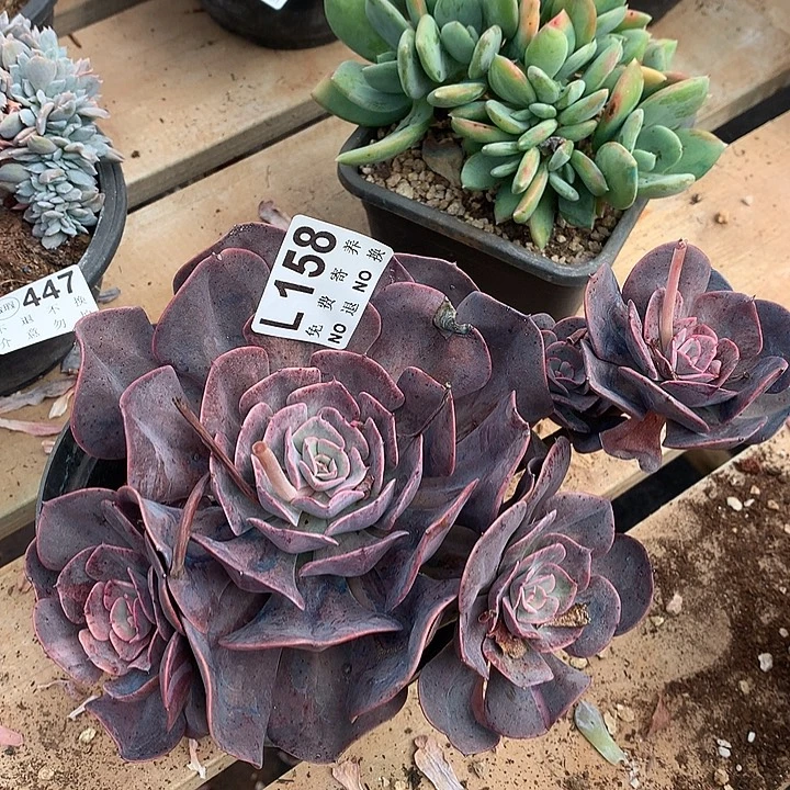 星空玫瑰锦 多肉植物9.25号左右发