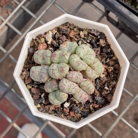 青姬群生6仙人球