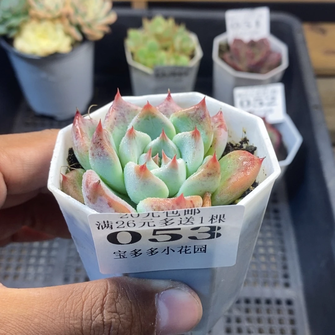 婚戒一物一拍满20包邮满26送一颗多肉
