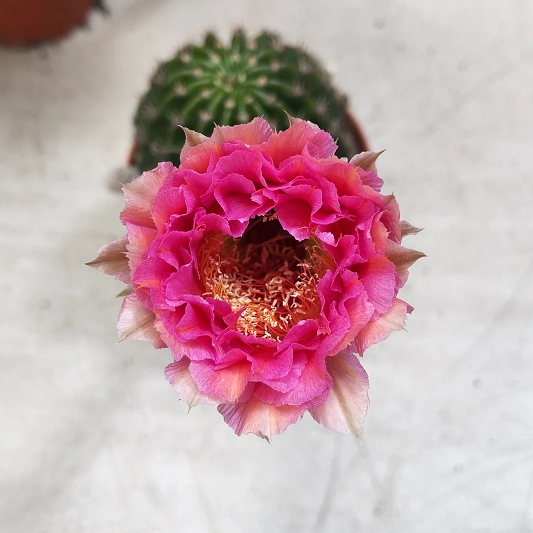 彩草桃灵7公分左右