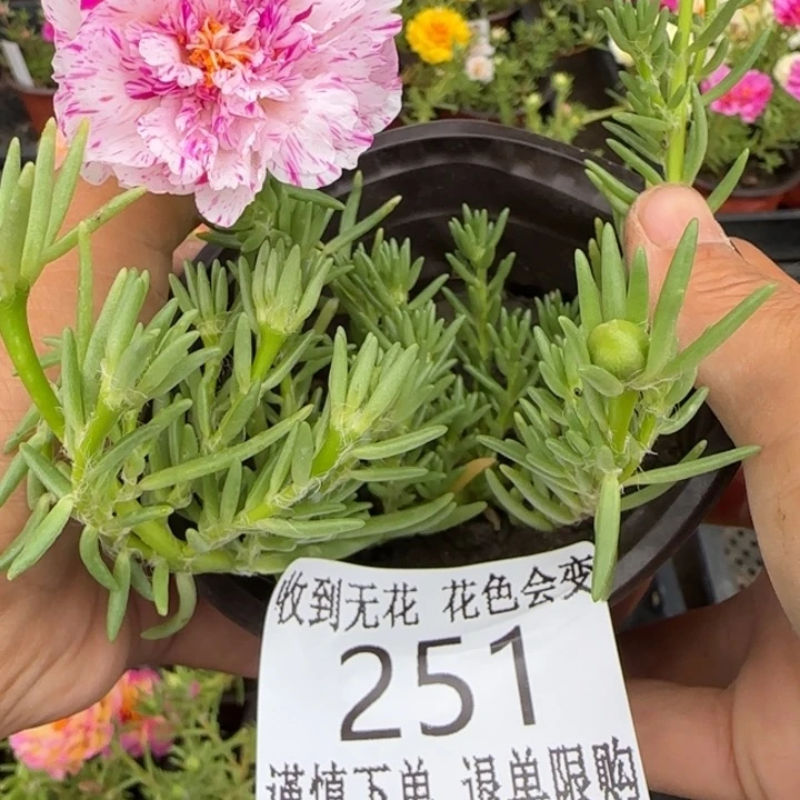 无花朵251超小苗盆口10cm