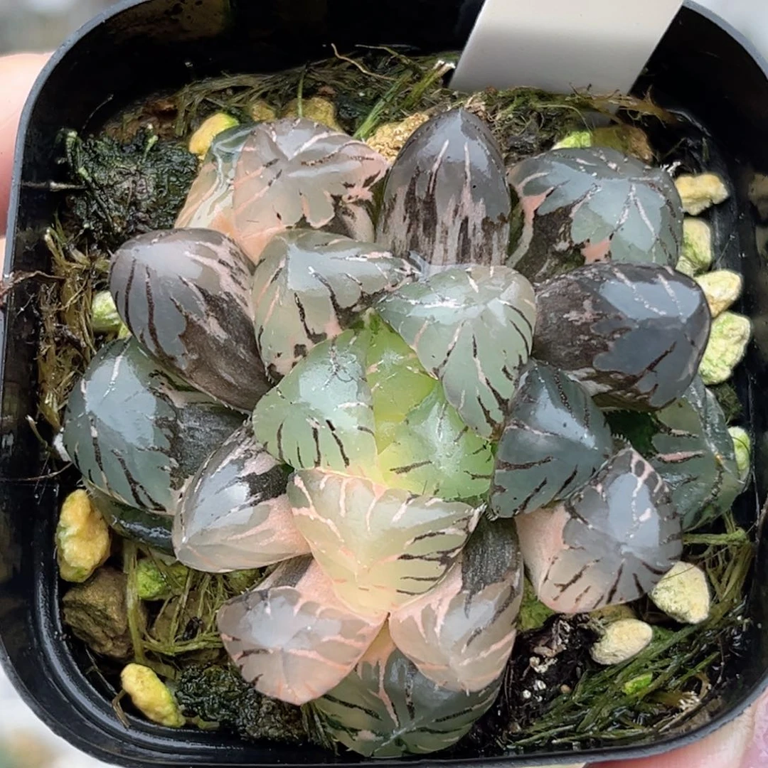 39紫罗兰玉露锦福利专场