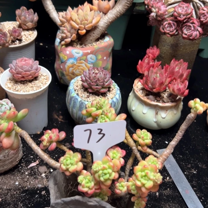 73 香格里拉 一物一拍