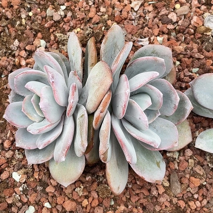 奶茶多肉植物群生