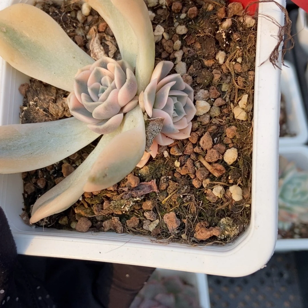 135汉堡锦多肉植物