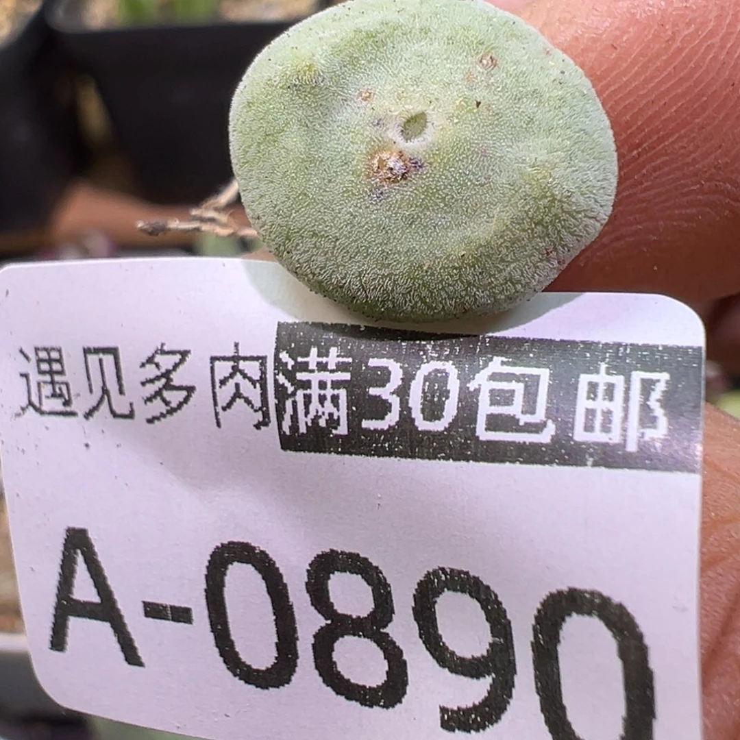 多肉植物111111111111111