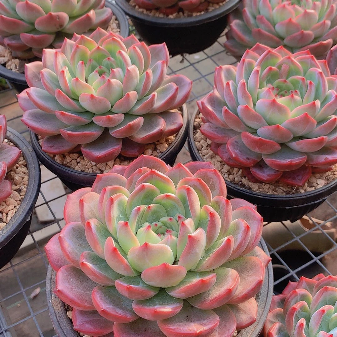 超大红鸾000000000000000