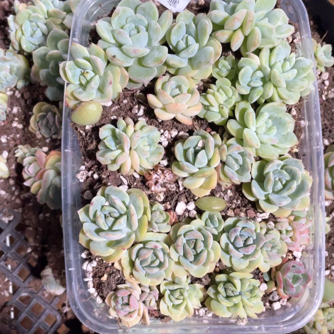 干冰量拍一份一盒063
