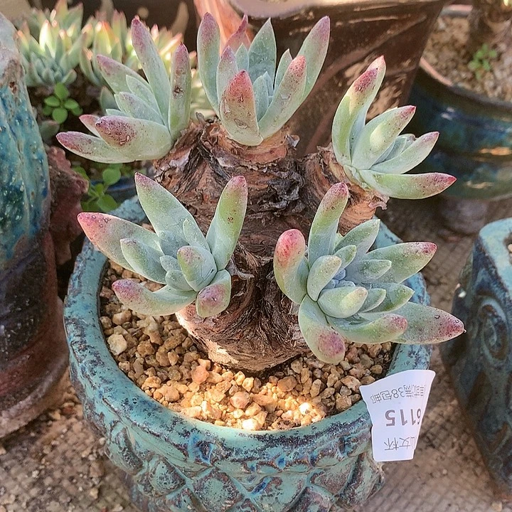 6115白雪杂交仙女杯