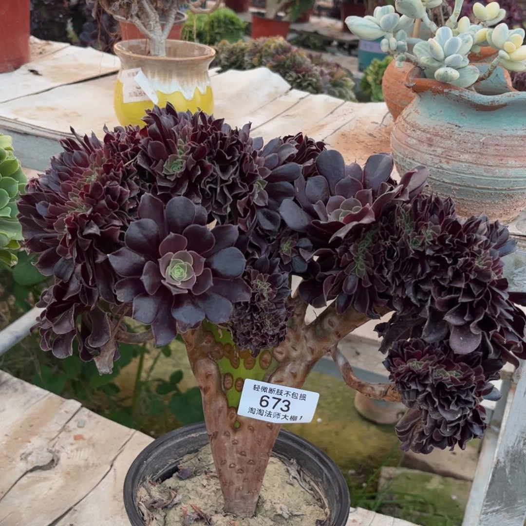 673欧紫缀化多肉植物法师