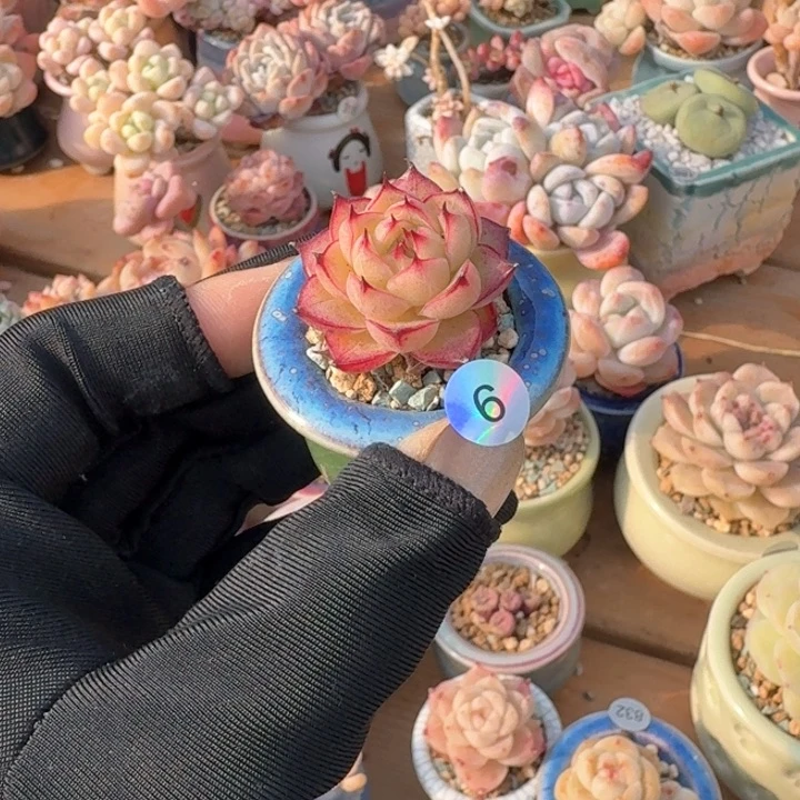 6 多肉含盆土 30元包邮 除偏远地区