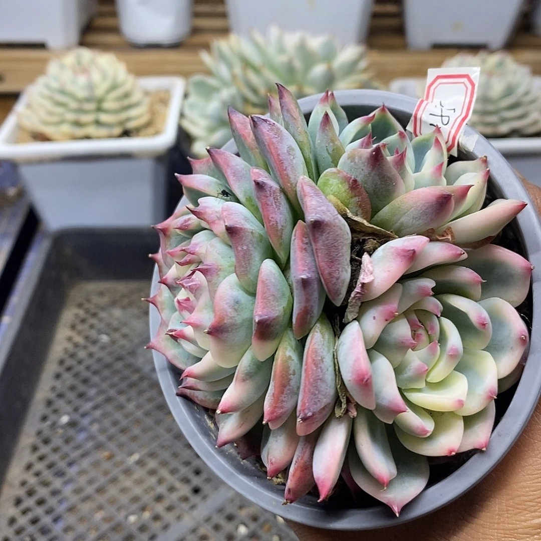 31185 吉娃娃覆轮锦自然群