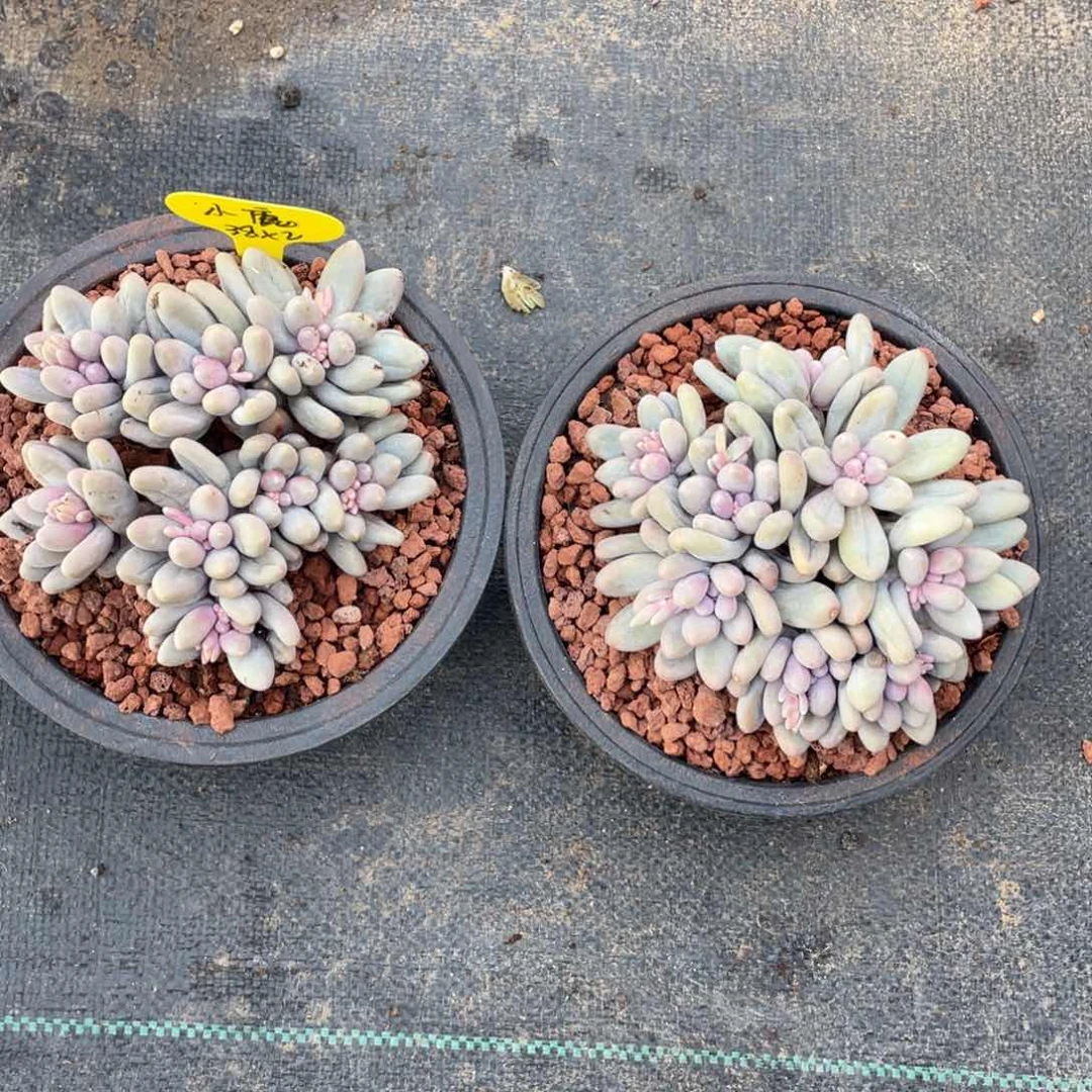 小***冲汤圆群生两个一组76