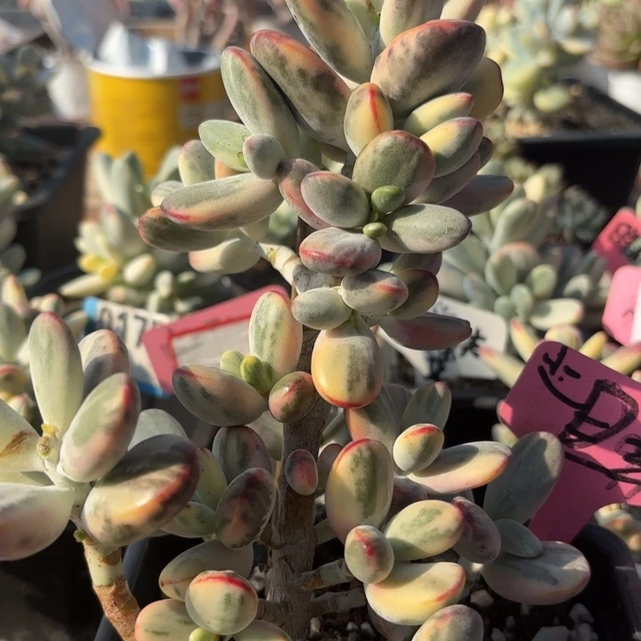 多肉植物乒乓福娘锦