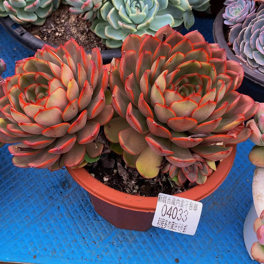 故***我红茶04033多肉多肉