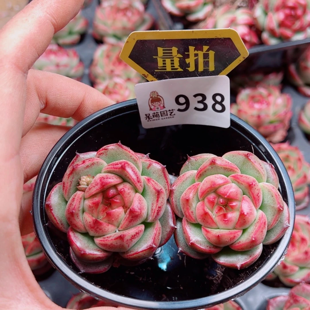 多肉植物多肉植物