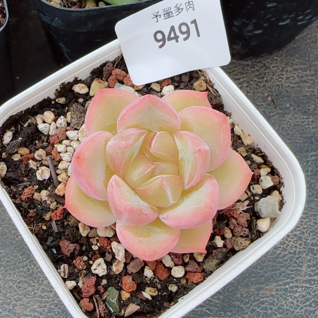 开播福利，9491多肉植物