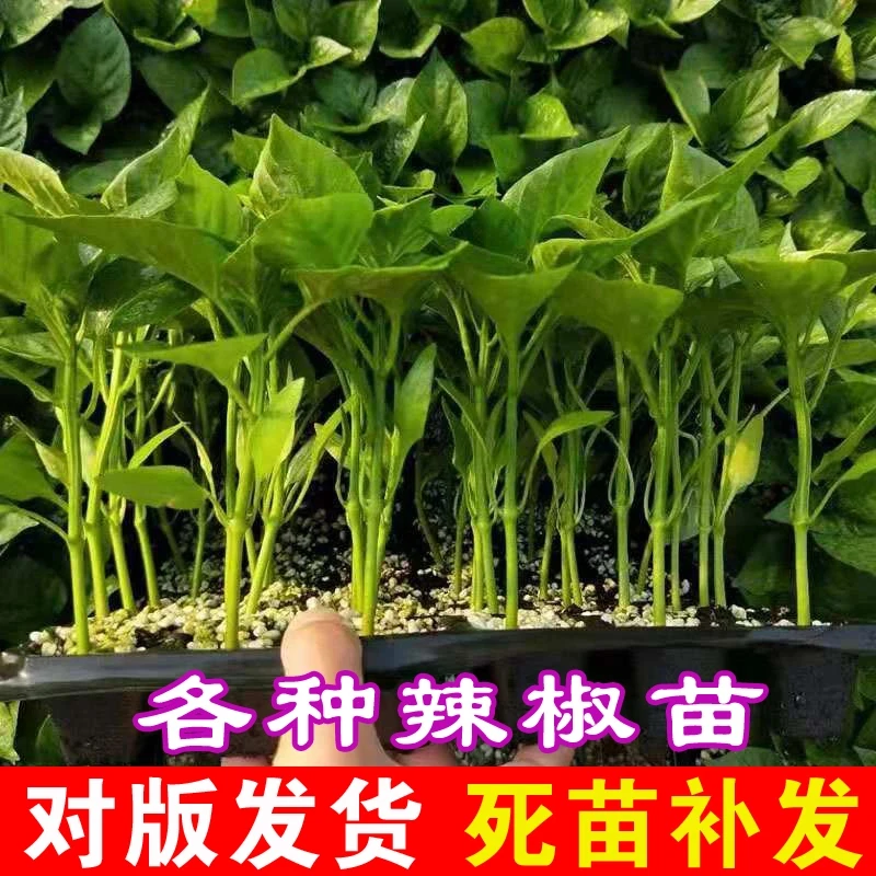 【基地直发】高产辣椒苗带土蔬菜秧苗朝天椒螺丝椒阳台庭院地栽盆栽