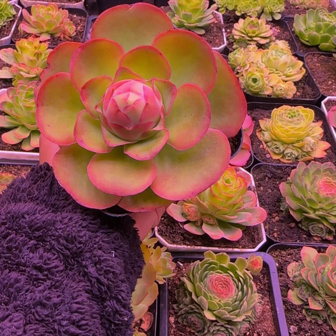 福利131343467676768686853