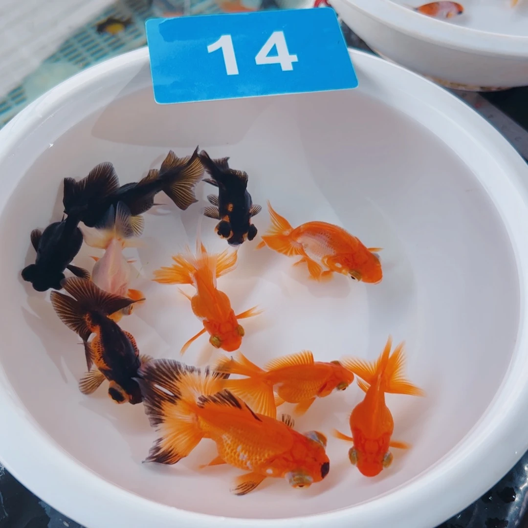 金鱼蝶1111111111111