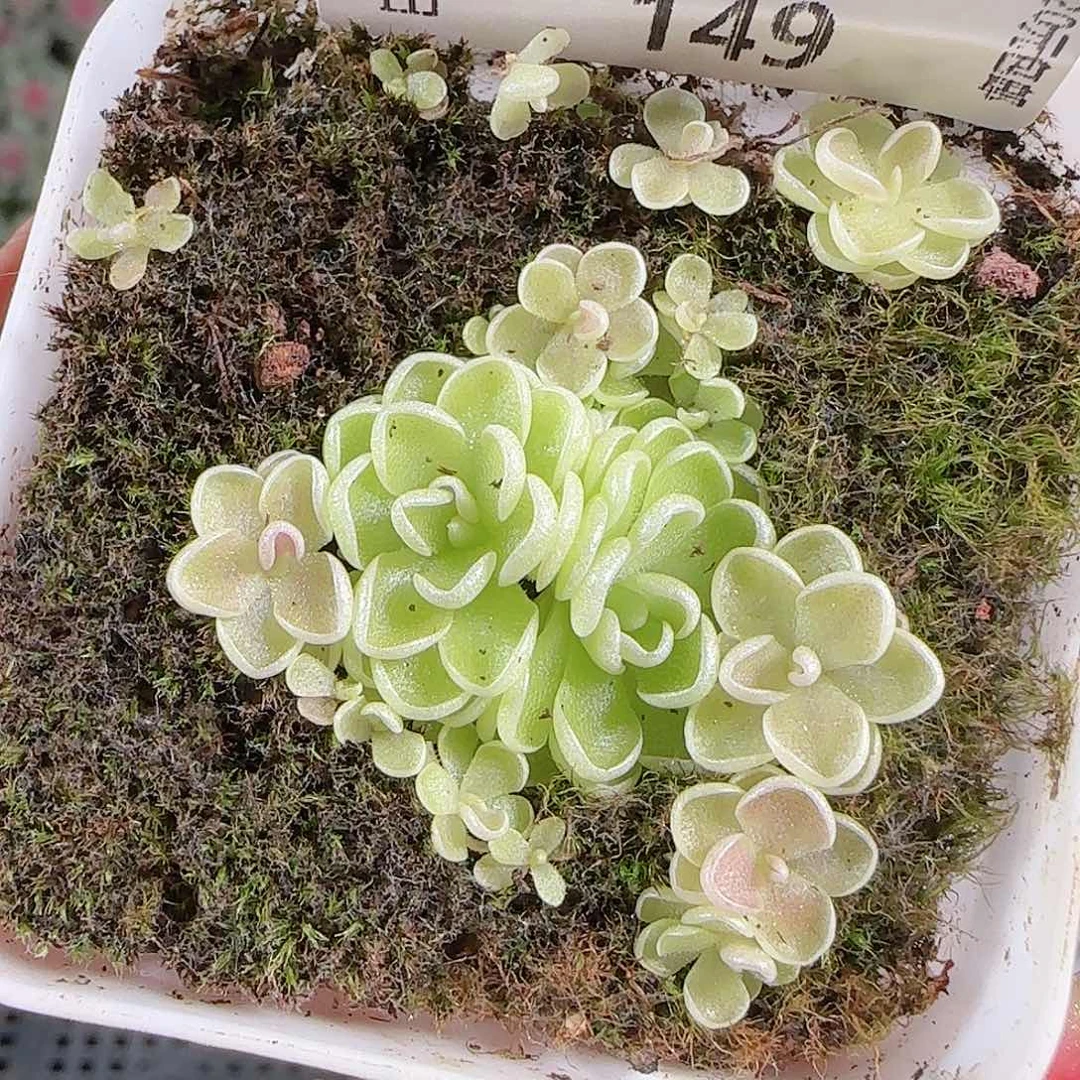 0919---149爱丽丝