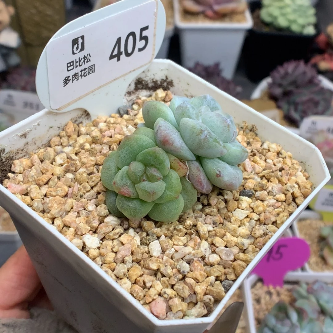 405双头异色冰玉石化