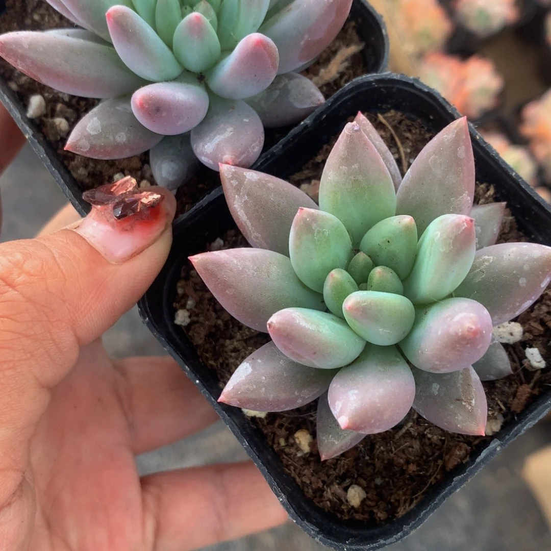 车厘子。（满9.99包邮不满9.99发叶子）