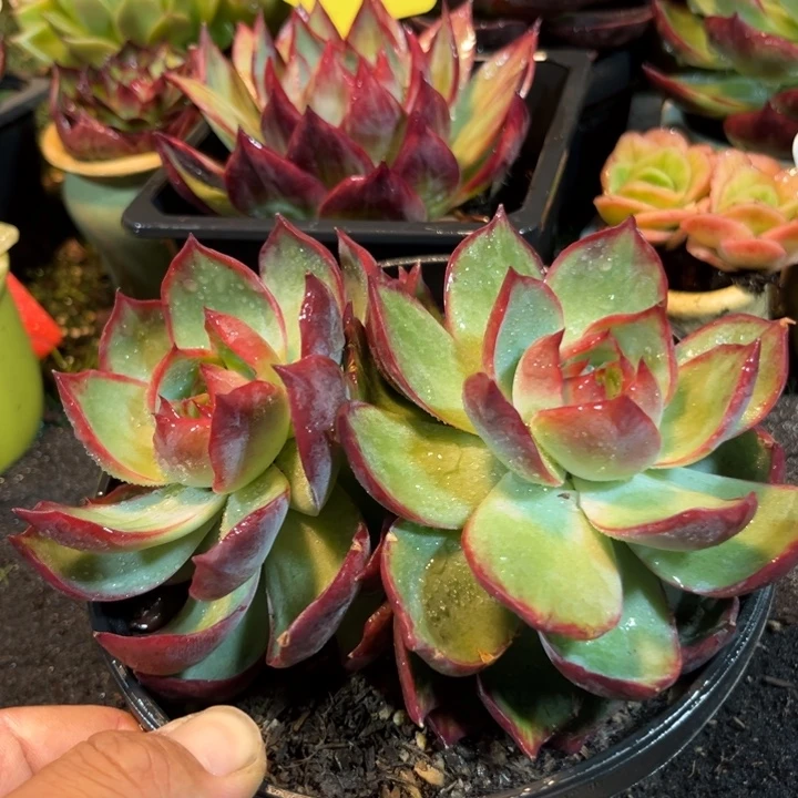 惊鸿一物一拍包装收缩花旱