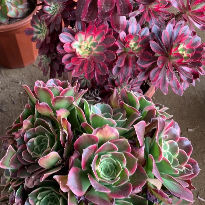 王**晴不包损627号冰淇淋雨花石