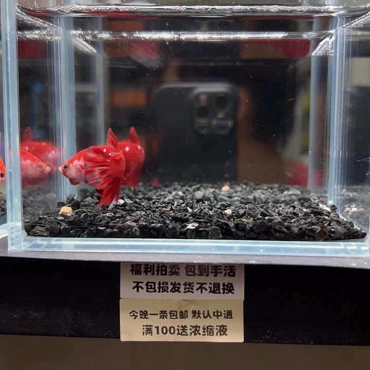 斗鱼竞拍跑单拉黑23日105