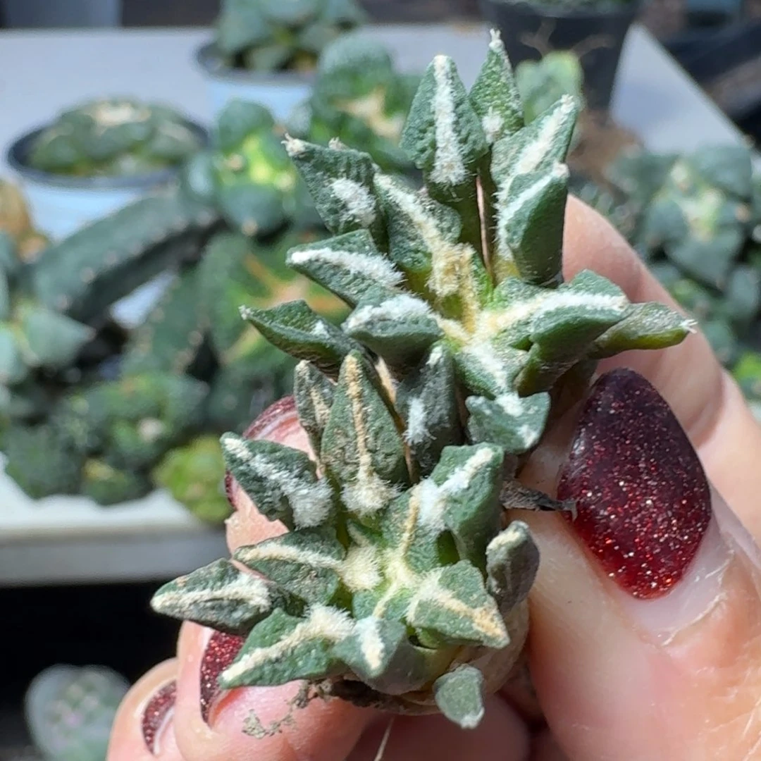 【闪购商品】无花朵实生萝卜根黑牡丹两颗