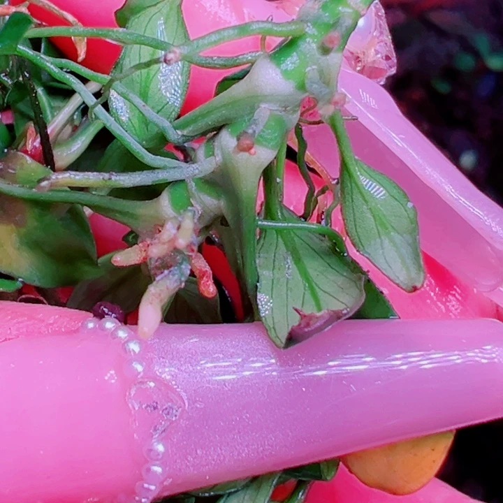 福利61福利价植物一头