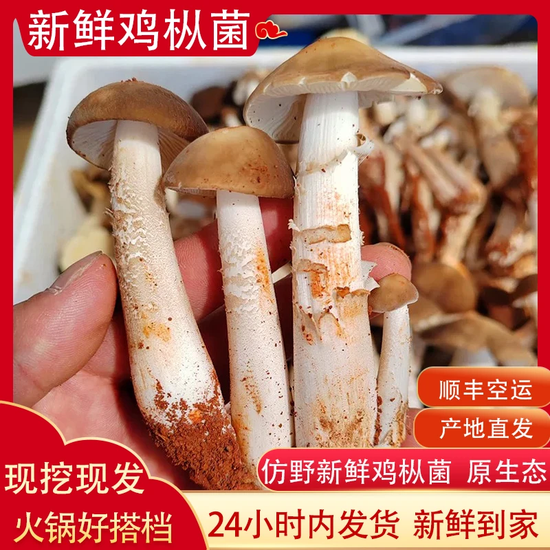 云南鸡枞菌新鲜露水鸡枞蘑菇高档菜品露水鸡枞火锅食材