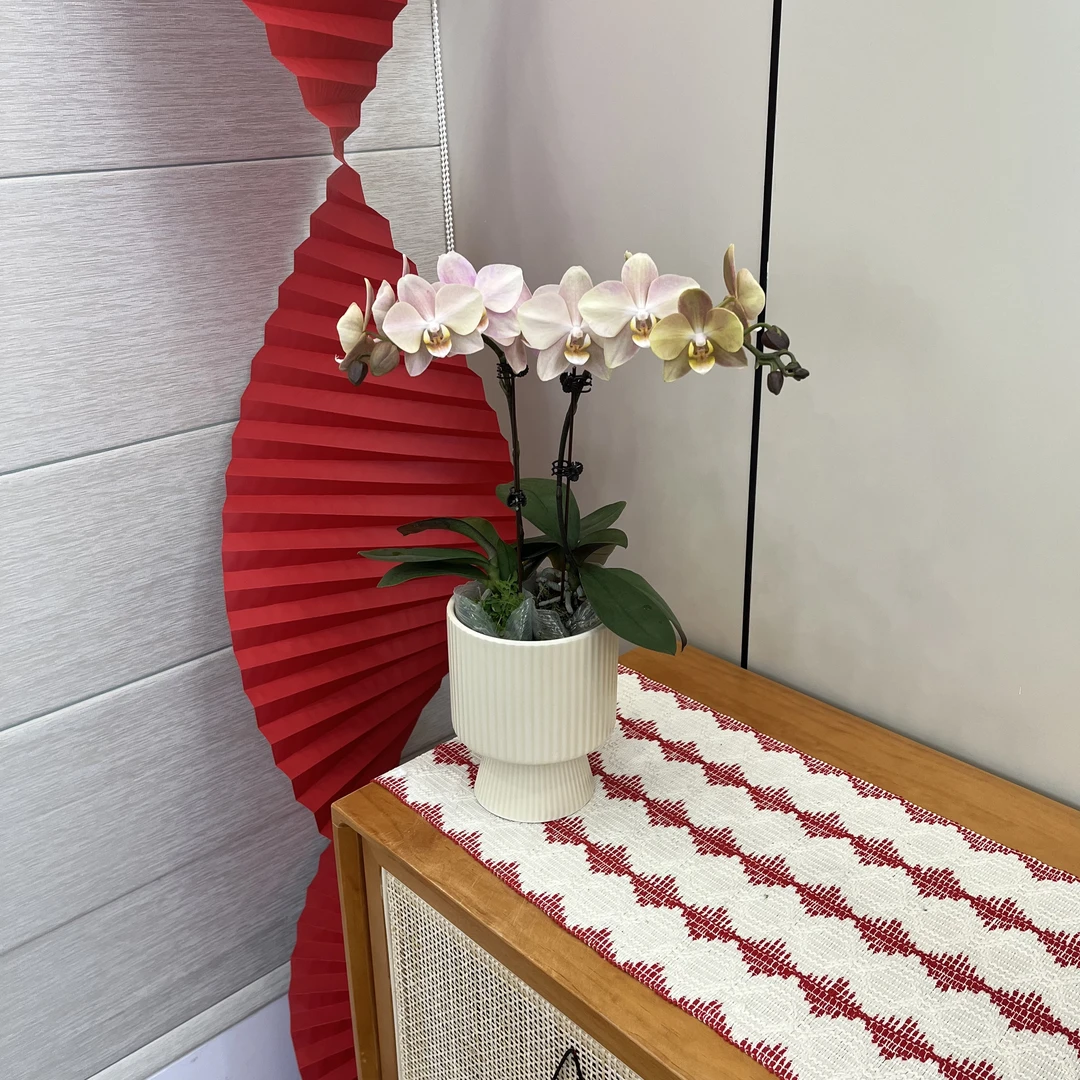 【白纱】稀有色系蝴蝶兰植株室内礼品花高端花卉小众品种