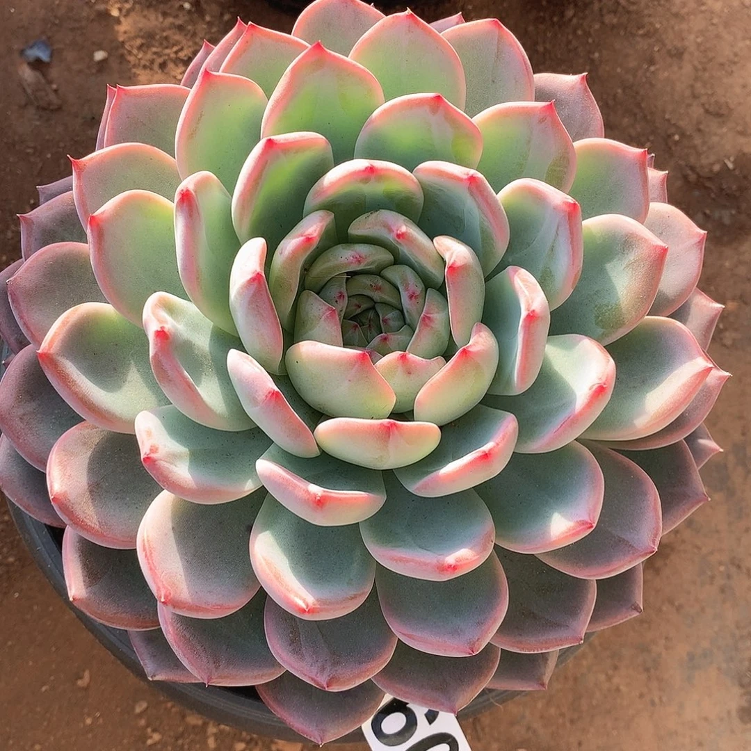 606红鸾一物一拍多肉