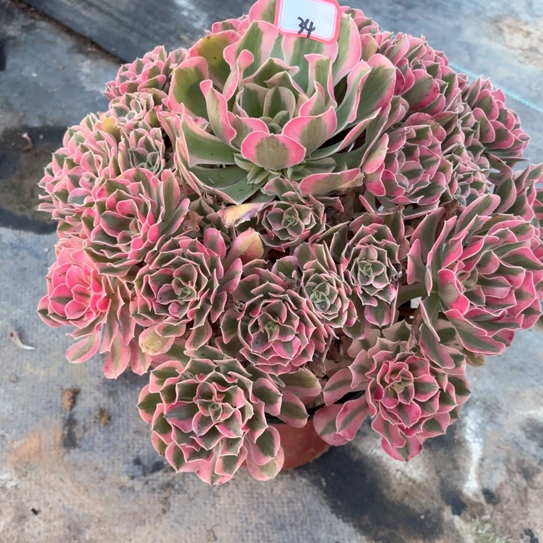 全部花朵春*34布加迪多肉植物