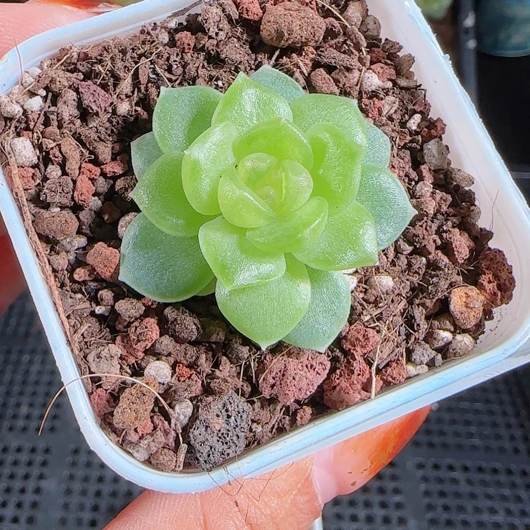 1102--593碧琉璃一物一拍