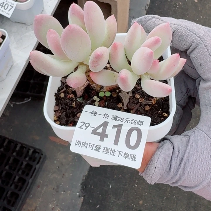苹果奶多肉无盆土发货多肉多