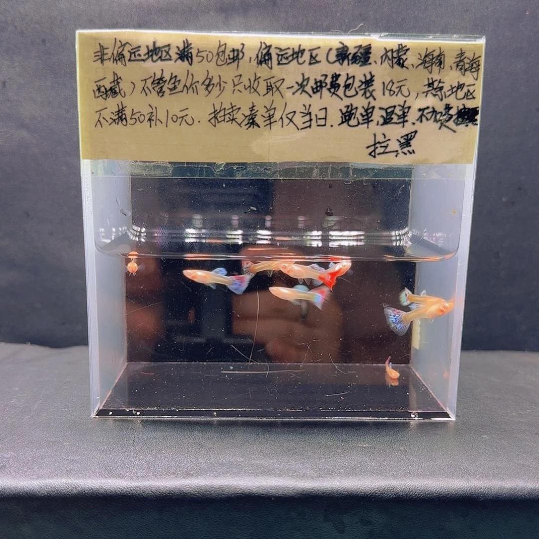 孔雀鱼霓虹大耳苗子十条