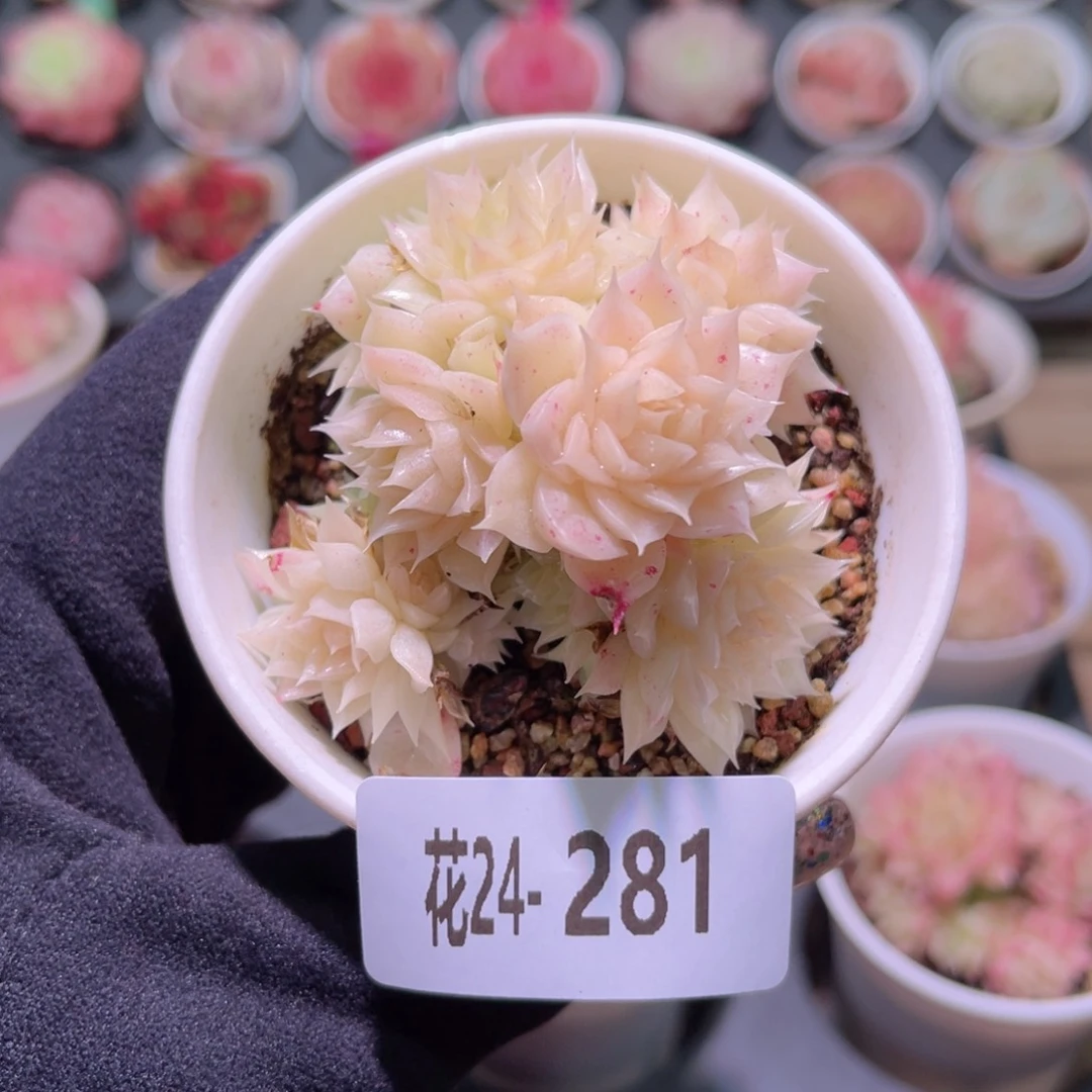 花利美24-281麦秆群