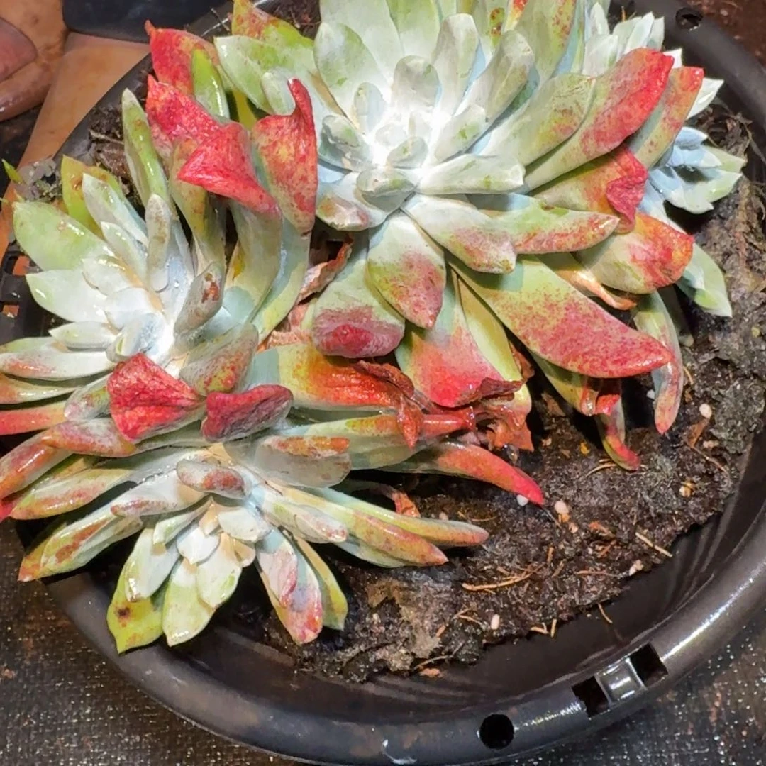 苹果杂仙女叶植物