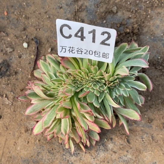 412粉黛缀多肉植物