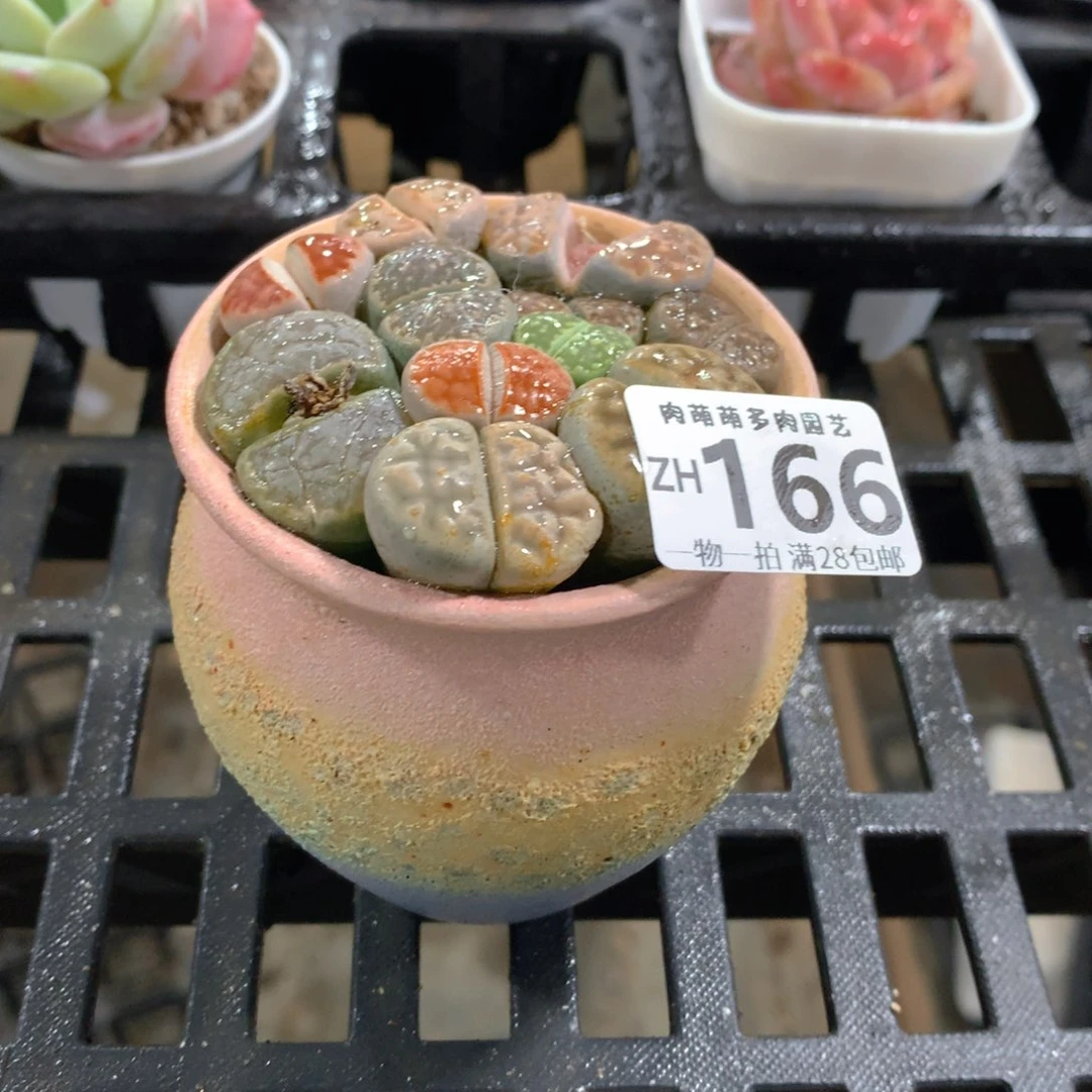 肉萌萌拇指盆精控多肉ZH166